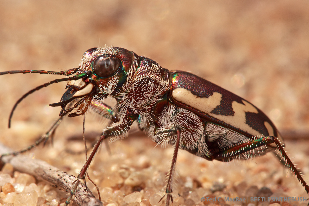 Big, Bold and Beautiful—Redux | Beetles In The Bush