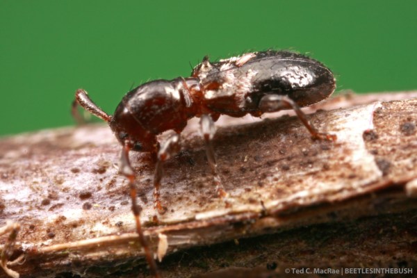 Cyrtinus pygmaeus Cyrtinus pygmaeus