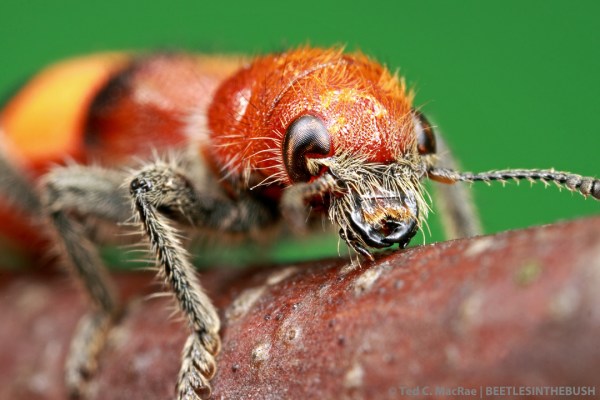 Enoclerus ichneumoneus | Stoddard Co., Missouri