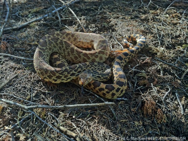 Bullsnake (Pituophis catenifer sayi) | Alabaster Cavern State Park, Woodward Co., Oklahoma