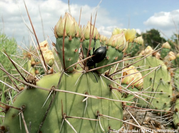 Moneilema sp. on Opuntia phaecantha | Alabaster Cavern State Park, Woodward Co., Oklahoma