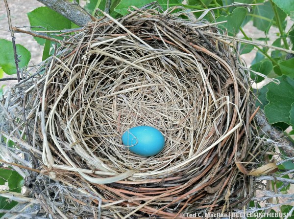 American Robin or Gray Catbird nest w/ egg | Beaver Dunes State Park, Beaver Co., Oklahoma