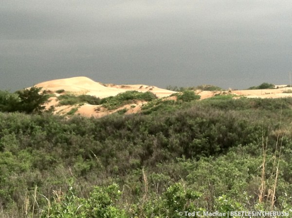 Beaver Dunes State Park, Beaver Co., Oklahoma