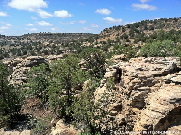 Black Mesa landscape