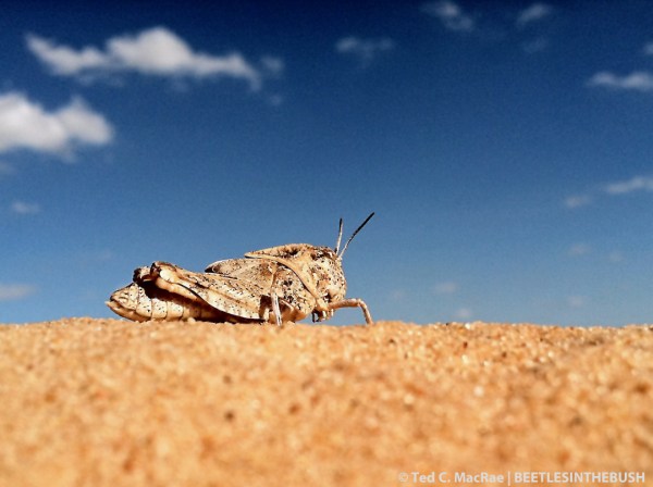 A chunky grasshopper nymph inhabiting the dune