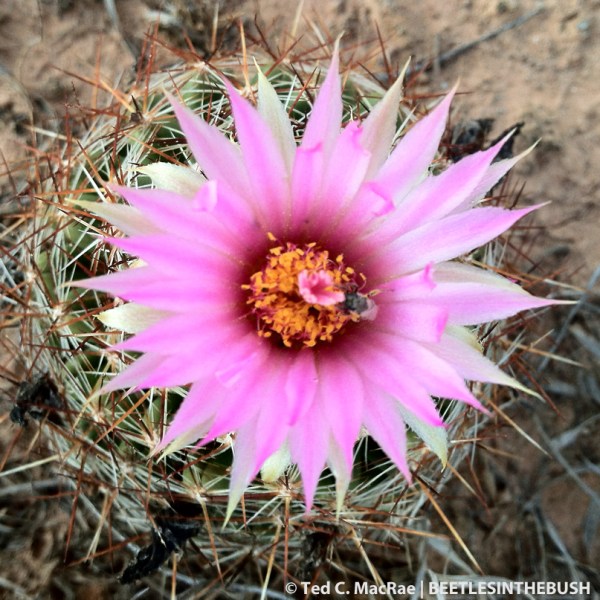Echinocereus sp. | Gloss Mountains State Park, Major Co., Oklahoma