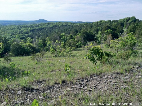 Dolomite glades | Hercules Glades Wilderness, Taney Co., Missouri