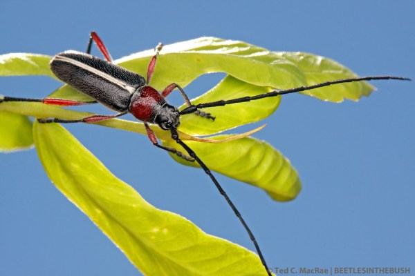 Plionoma suturalis (male) | Gloss Mountains, Major Co., Oklahoma