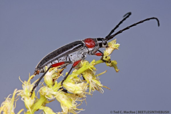 Plionoma suturalis (female) | Gloss Mountains, Major Co., Oklahoma