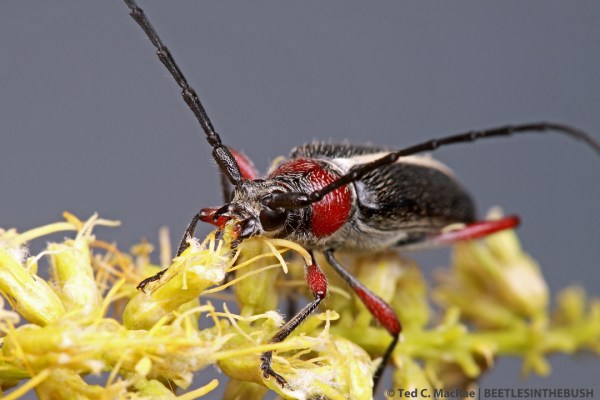 The female feeds on flowers of mesquite (Prosopis glandulosa)