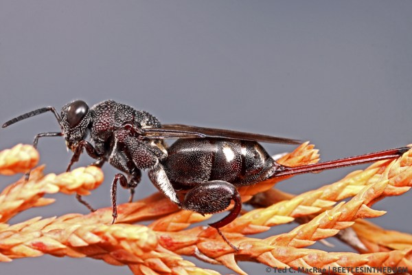 Among chalcidid wasps, the large size and very long ovipositor distinguish this genus.