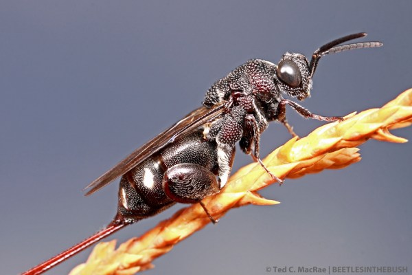 The white abdominal pubescent patches distinguish this species from A. unispinosa.