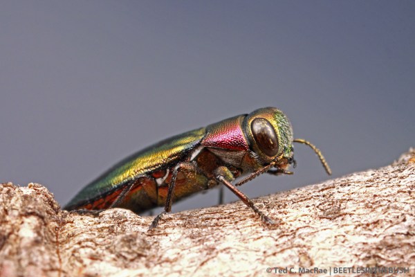 Chrysobothris purpureovittata on Celtis sp. | Gloss Mountains State Park, Woodward Co., Oklahoma