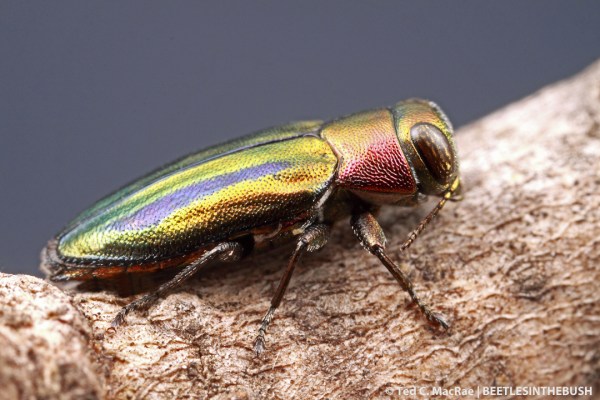 Chrysobothris purpureovittata