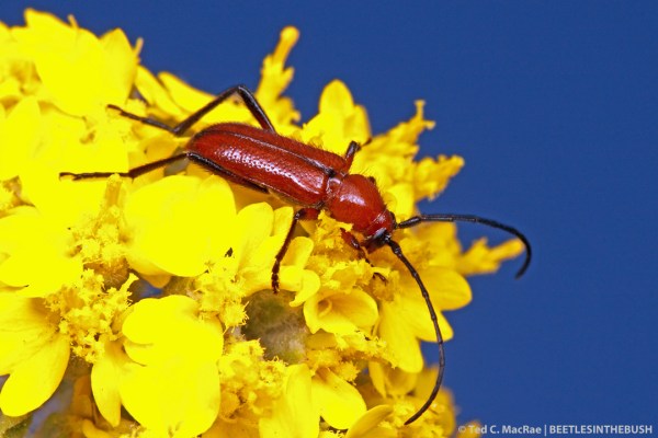 Batyle suturalis on paperflower (Psilostrophe villosa) | Alabaster Caverns State Park, Woodward Co., Oklahoma
