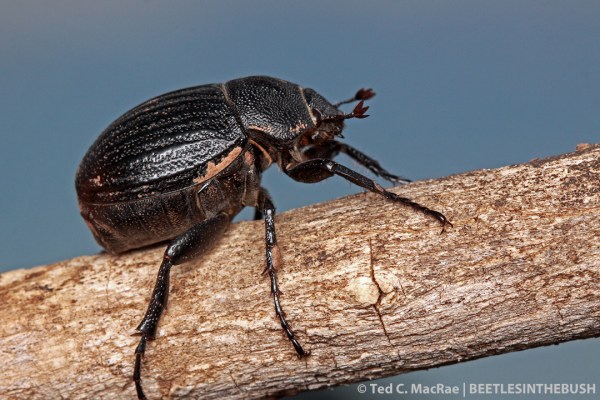 Phyllophaga cribrosa | Gloss Mountain State Park, Major Co., Oklahoma