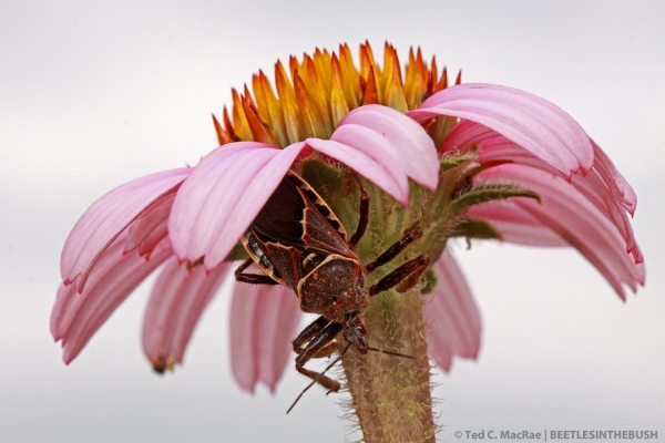 Bee assassin (Apiomerus spissipes) on coneflower (Echinacea sp.) | Gloss Mountain State Park, Major Co., Oklahoma