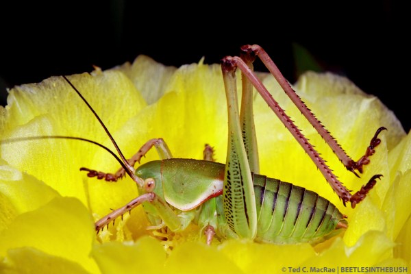 Pediodectes haldemani in flower of Opuntia phaecantha | Gloss Mountains State Park, Woodward Co., Oklahoma