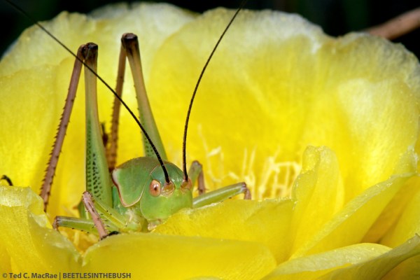 Pediodectes haldemani