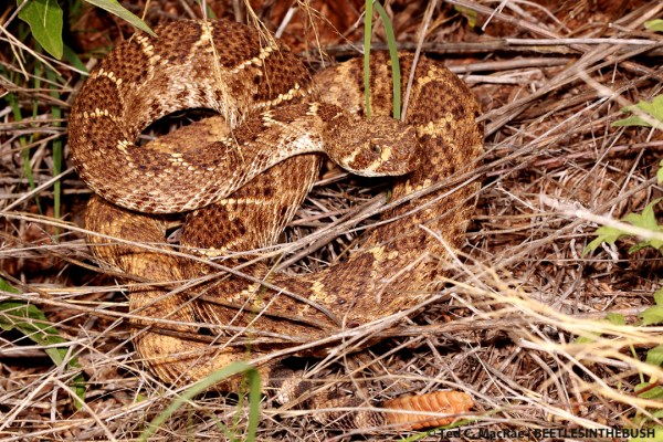 Western diamondback rattlesnake (Crotalus atrox) | Gloss Mountain State Park, Major Co., Oklahoma