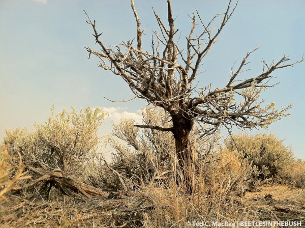 Toiyabe National Forest