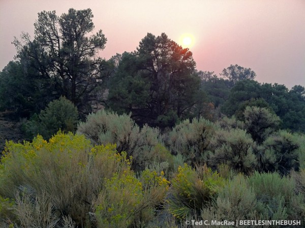 Toiyabe National Forest