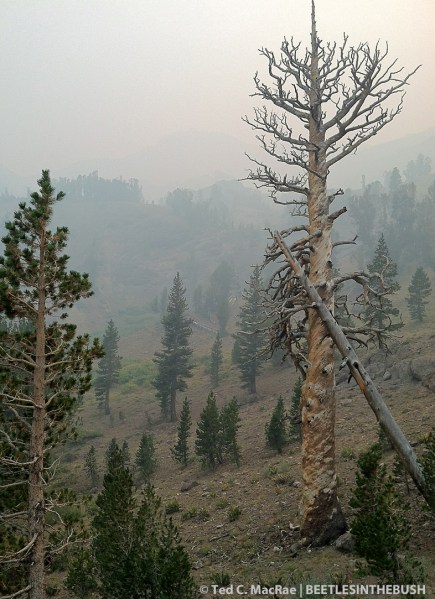 Pinus contorta murrayana