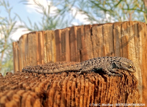 Great Basin fence lizard (Sceloporus occidentalis longipes)