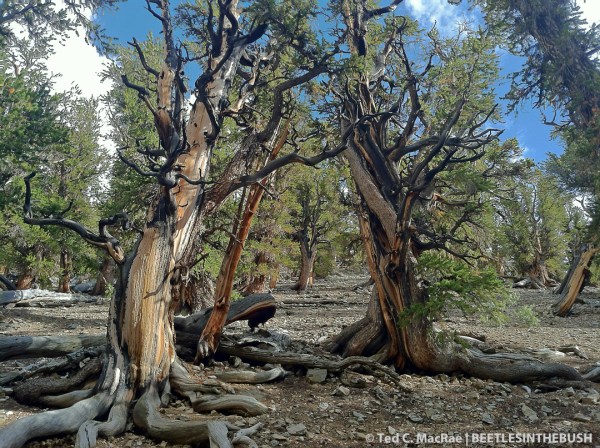 Pinus longaeva (bristlecone pine)