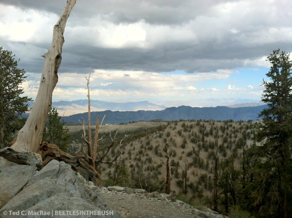 Bristlecone Pine Ancient Forest