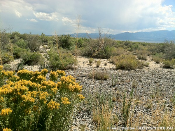 Great Basin desert