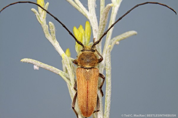 Crossidius hirtipes immaculatus (male) | Davis Creek Park, Washoe Co., Nevada