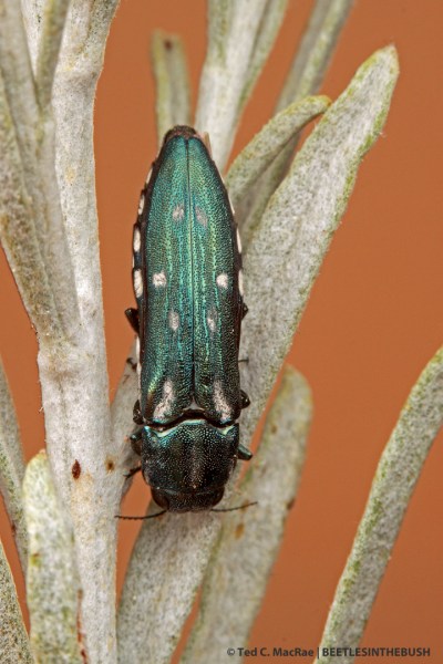 Agrilus walsinghami (female) | Davis Creek Park, Washoe Co., Nevada