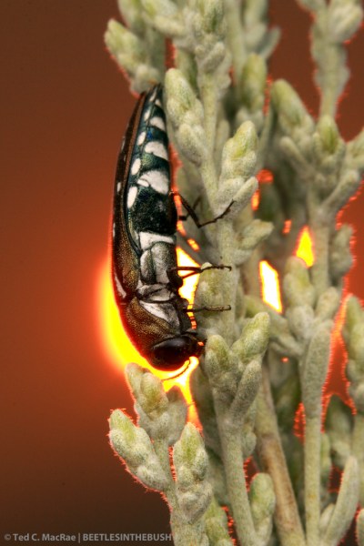 Agrilus walsinghami | Davis Creek Regional Park, Washoe Co., Nevada