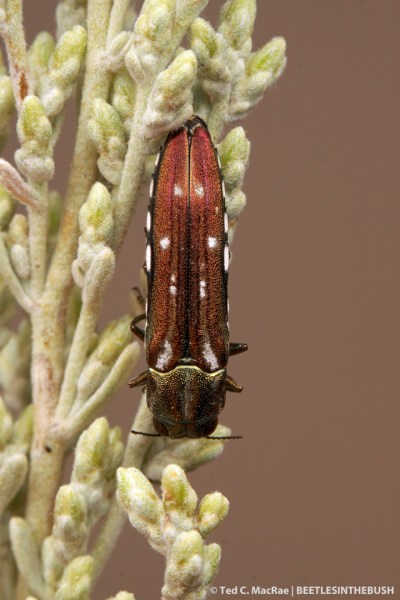 Agrilus walsinghami (male) | Davis Creek Park, Washoe Co., Nevada
