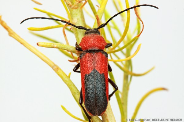 Crossidius coralinus temprans on Ericameria nauseosa | Churchill Co., Nevada