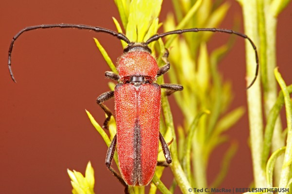 This male from Pershing Co., Nevada has the elytral marking reduced to a narrow sutural stripe.