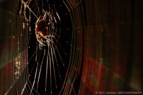 Araneus sp. | Wildwood, St. Louis Co., Missouri