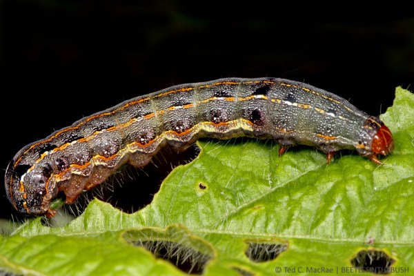 Spodoptera eridania (southern armyworm) | Union City, Tennessee