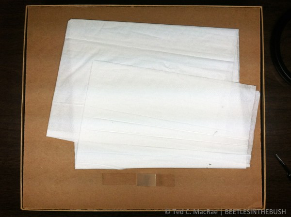 Cover the inner lid with padding to secure it firmly against the specimens.