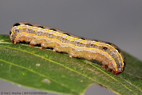 Spodoptera cosmioides (black armyworm) | Chaco Prov., Argentina