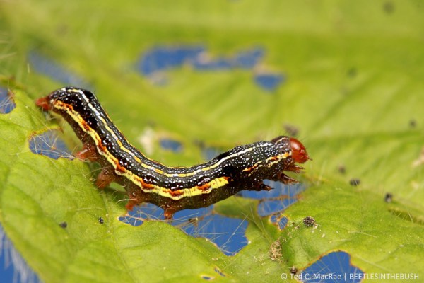 Spodoptera eridania (southern armyworm) | Jerseyville, Illinois