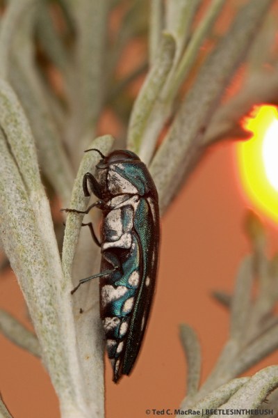 Agrilus walsinghami (female) | Washoe Co., Nevada
