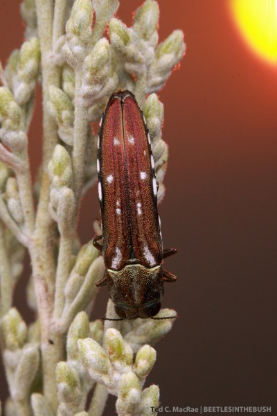 Agrilus walsinghami (male) | Washoe Co., Nevada