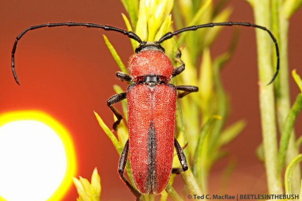 Crossidius coralinus temprans (male) | Pershing Co., Nevada