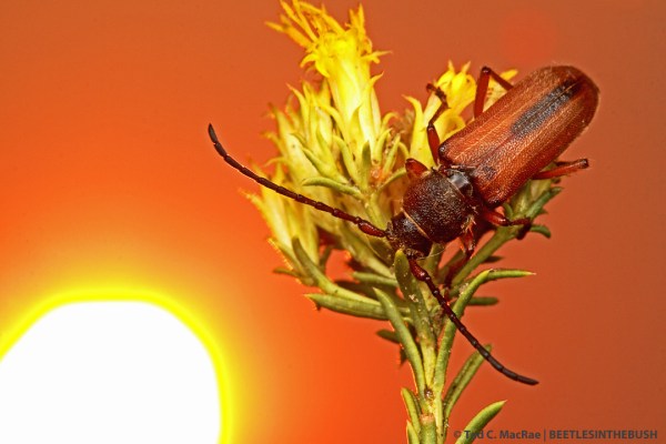 Crossidius hirtipes macswainei (female) | Lyon Co., Nevada
