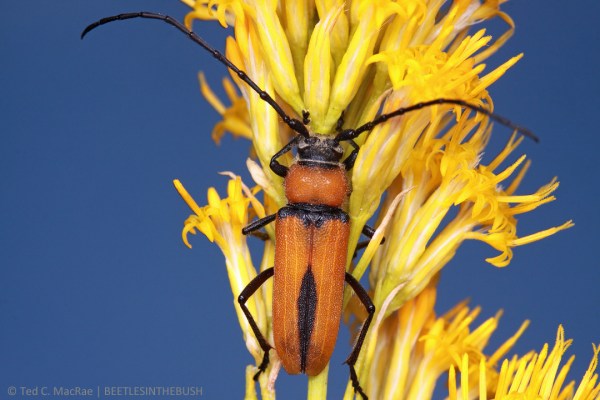 Crossidius coralinus monoensis (male) | Mono Co., California