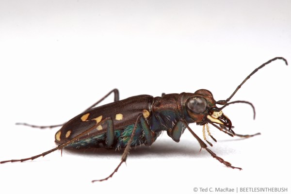 Cicindela oregona oregona | Topaz Lake, California
