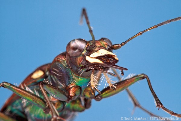 Cicindela oregona oregona | Topaz Lake, California