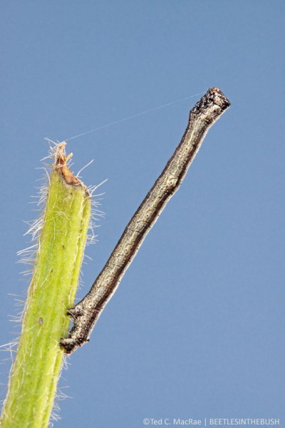 Geometrid larva (subfamily Ennominae?) | Plymouth, North Carolina
